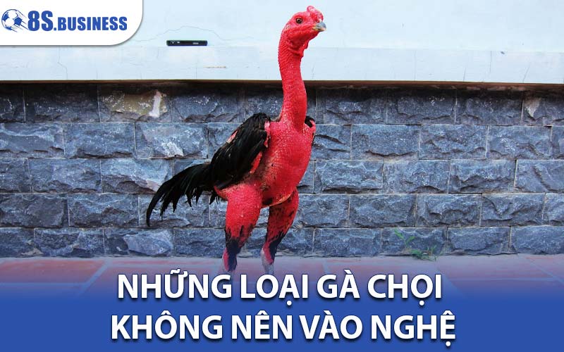 cách vào nghệ cho gà chọi