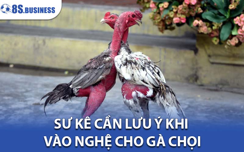 cách vào nghệ cho gà chọi