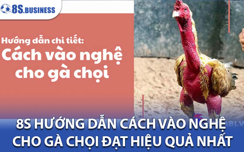 cách vào nghệ cho gà chọi